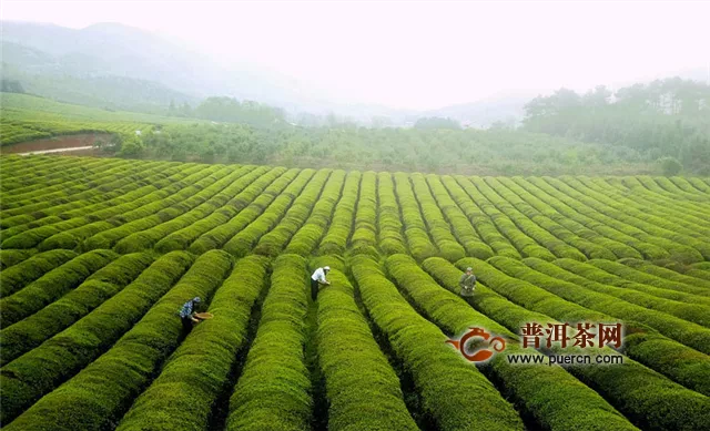 江西安福：茶旅融合 茶園變景區(qū)