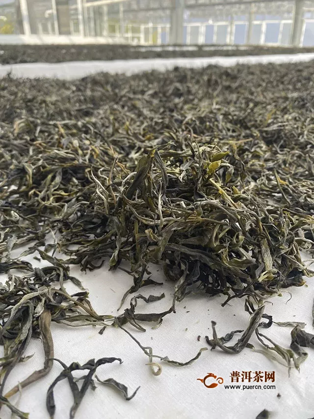 茶煎春色：德凤茶业2020官寨春茶季正式开采
