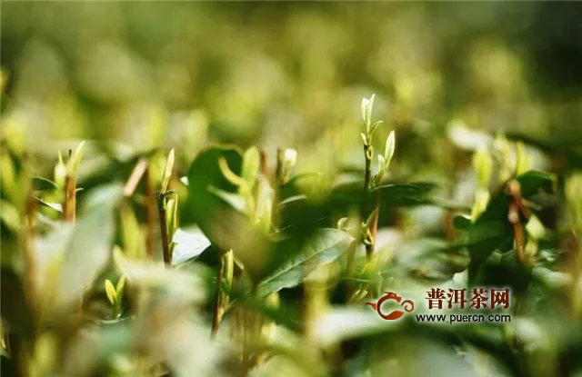 江华茶叶种植面积8万余亩