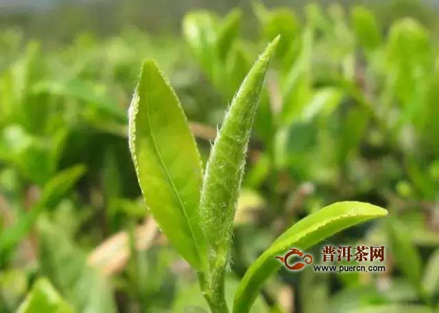 余姚瀑布仙茗绿茶