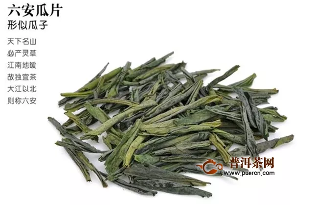 六安瓜片是属于红茶还是属于绿茶