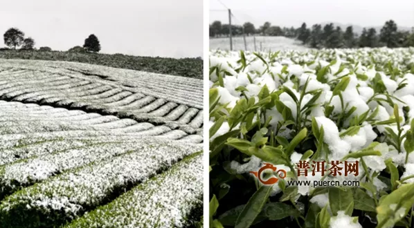 2020年3月30日春茶采摘指数：部分名茶产区受到极端天气影响！