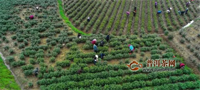 光山：种植茶叶富全村