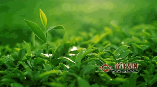 福建省宁德市霞浦县柏洋乡大力发展茶产业