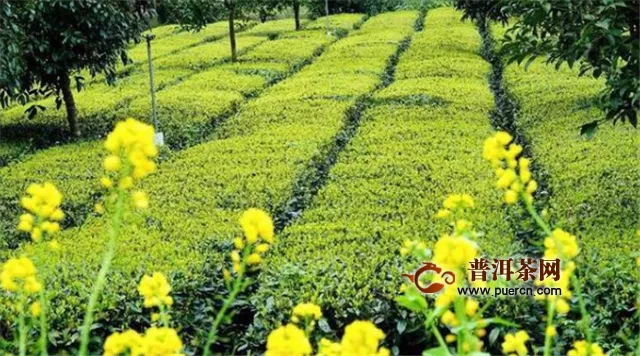 湖北茶产业疫情期间损失超8亿元