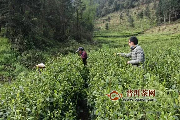 湖南产业发展看湘西，黄金茶与“黄金时代”