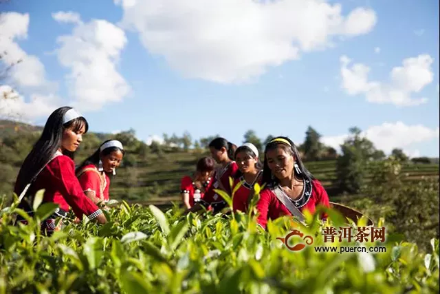 云南沧源佤山茶厂有限公司荣获农业产业化省级重点龙头企业
