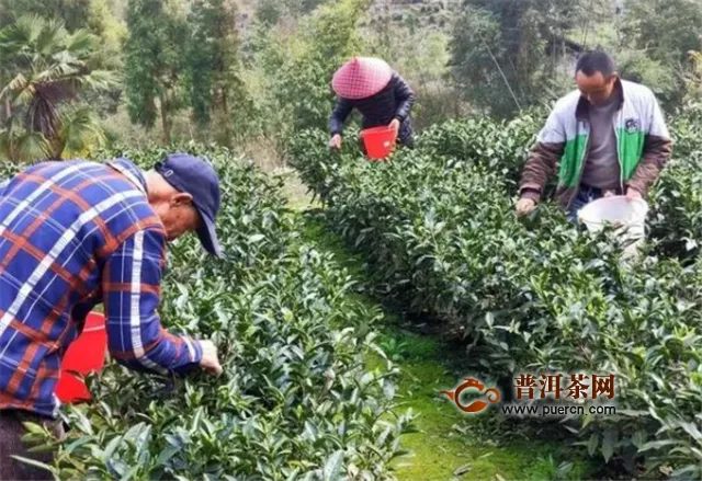 霞浦柏洋：发展茶产业 助力群众增收