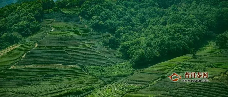 11位湖北县市州长清明集体直播为茶吆喝，奏响湖北茶“奋战之音”！