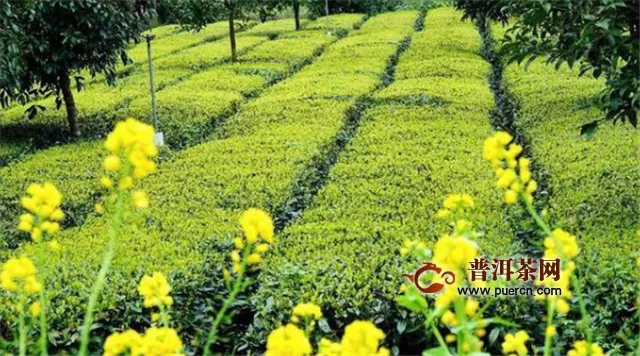 貴州省茶葉生產(chǎn)將保持穩(wěn)定增長態(tài)勢