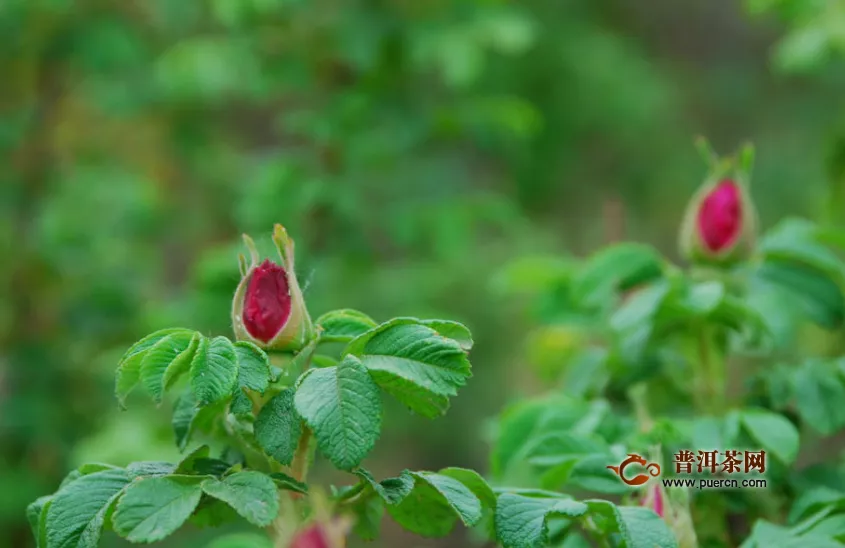 玫瑰花茶加什么能減肥