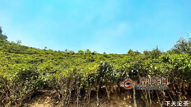 下關(guān)沱茶茶山鑒茶：巴達(dá)山，勐遮南列