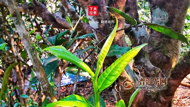 下关沱茶茶山鉴茶：巴达山，勐遮南列