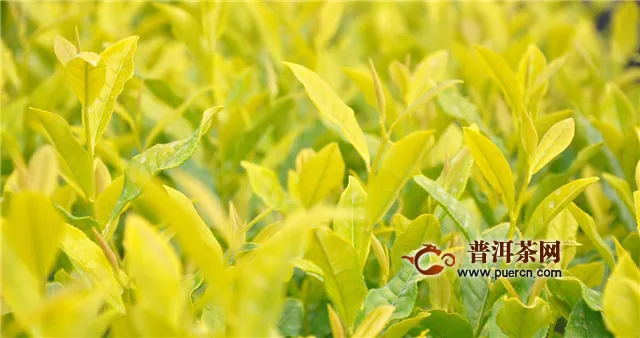 黄金芽属于红茶还是绿茶