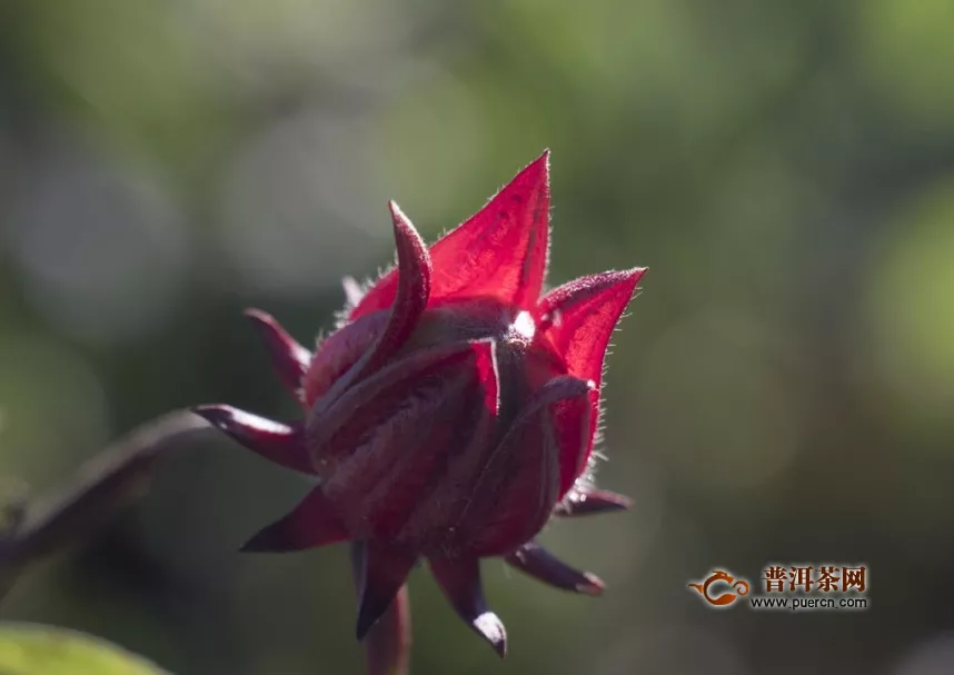 洛神花茶有什么功效