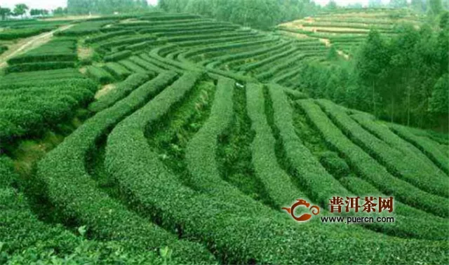 四川的茶文化圣地：蒙顶山和他的茶文化