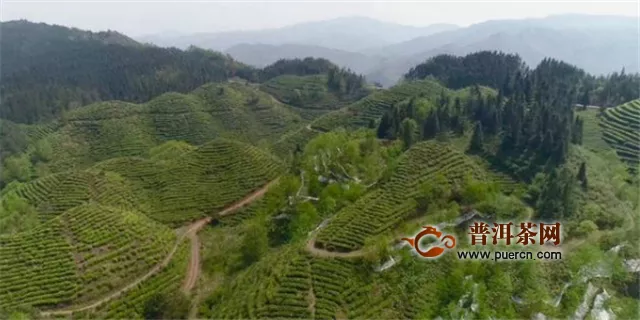 晴隆县做强茶产业助农增收