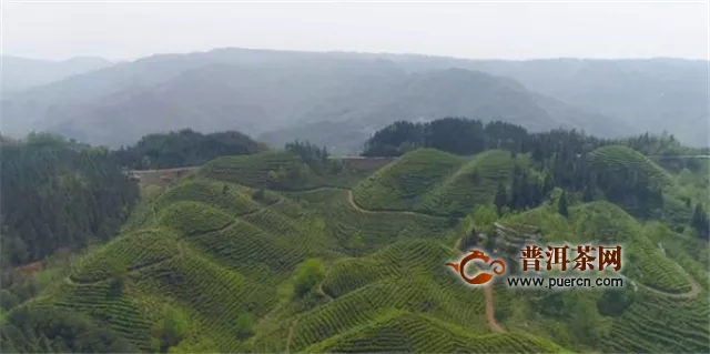 晴隆县做强茶产业助农增收