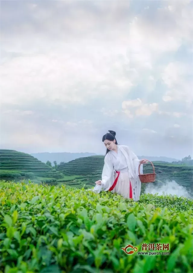 摄影师镜头下的中国茶园美得不像话