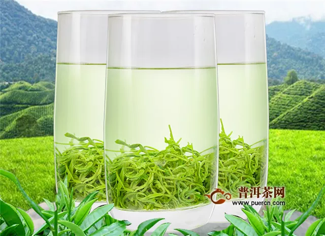 毛尖茶屬于紅茶還是綠茶呢？