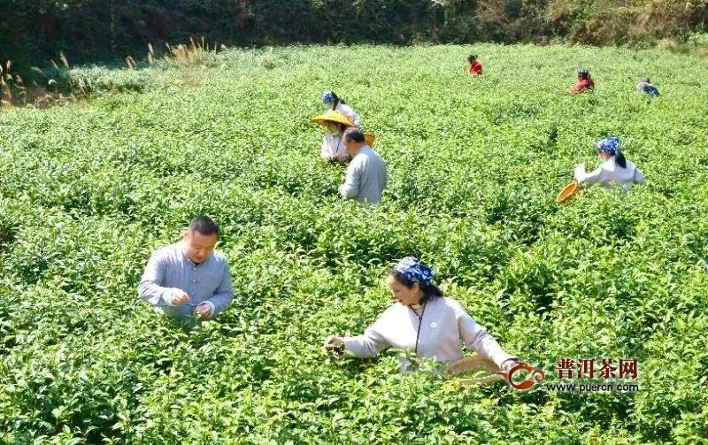 2020春茶市场正在复苏，盘点各茶叶名区复工盛况！