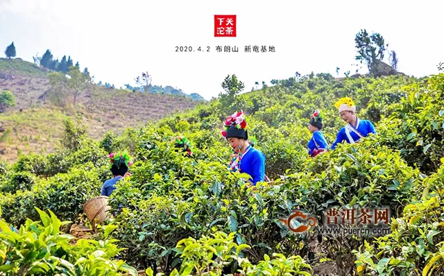 下关茶山鉴茶：布朗山，贺歪/新竜追茶