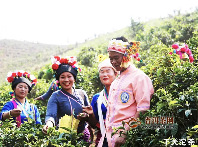 下关茶山鉴茶：布朗山，贺歪/新竜追茶