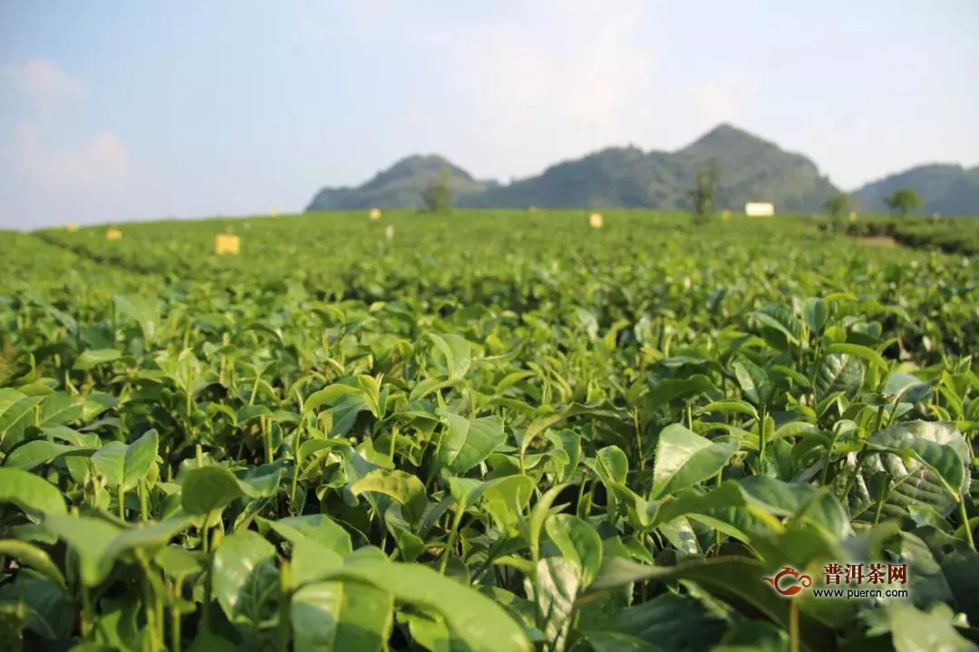 2020年贵州春茶产销调查报告出炉