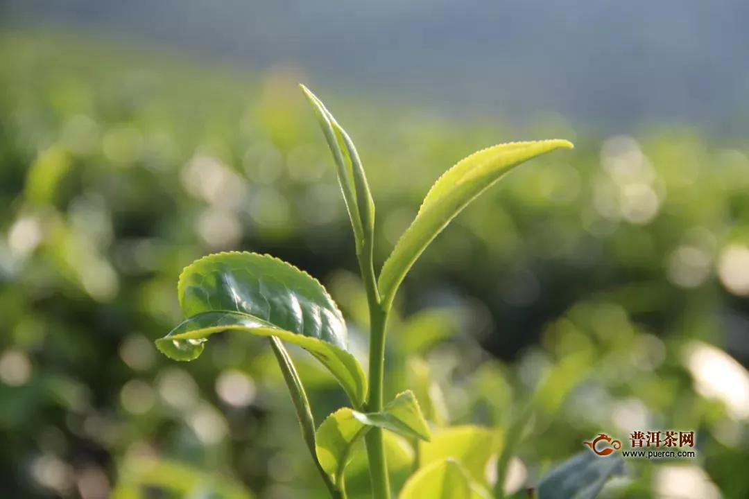 四川省强化三大措施，确保春茶价格不降茶农收入不减