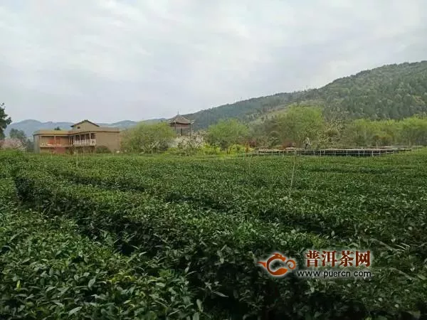 茶乡古丈打造茶旅融合新地标