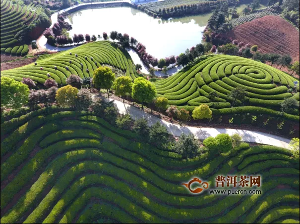 武义县打造茶园观光金名片