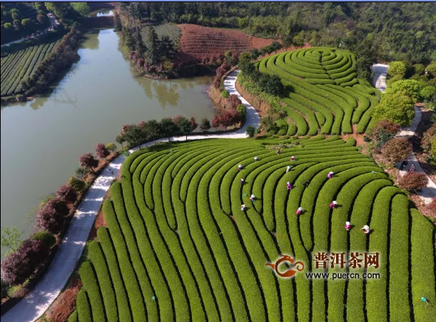 武义县打造茶园观光金名片