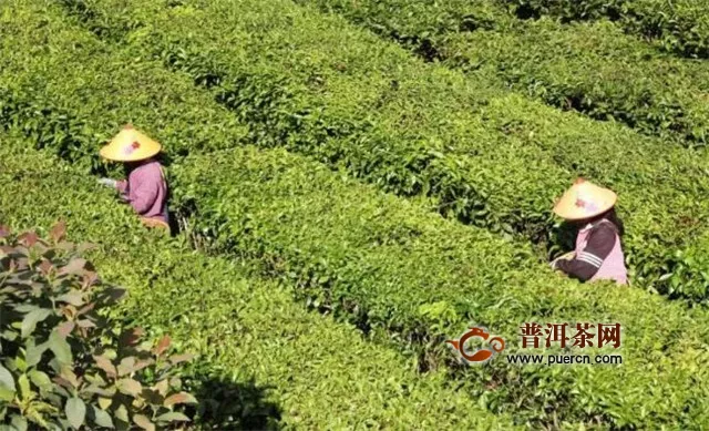 中国红茶产地