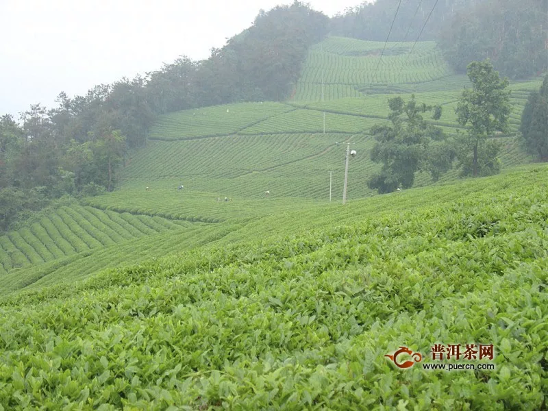 高山绿茶是哪里产的