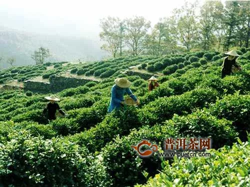 高山茶的品質(zhì)特征