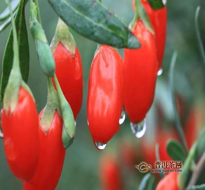 枸杞菊花茶用什么杯子泡