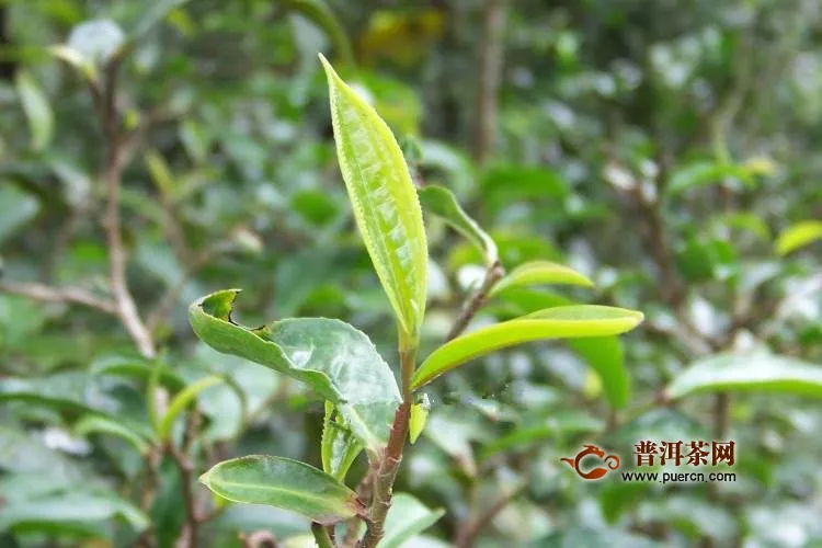 普洱茶中小叶种主要分布在哪些茶区？