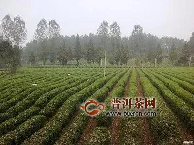 谷城县多举措推进茶产业高质量发展，迈向茶叶强县！