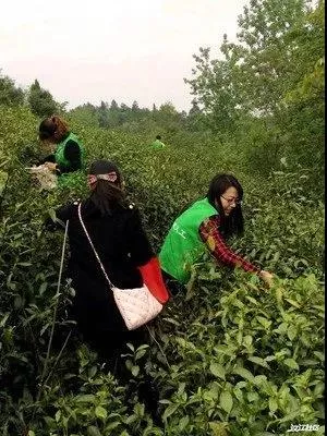 谷城县多举措推进茶产业高质量发展，迈向茶叶强县！