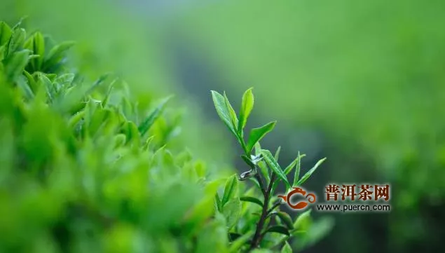 綠茶分類有哪些？有7種分法