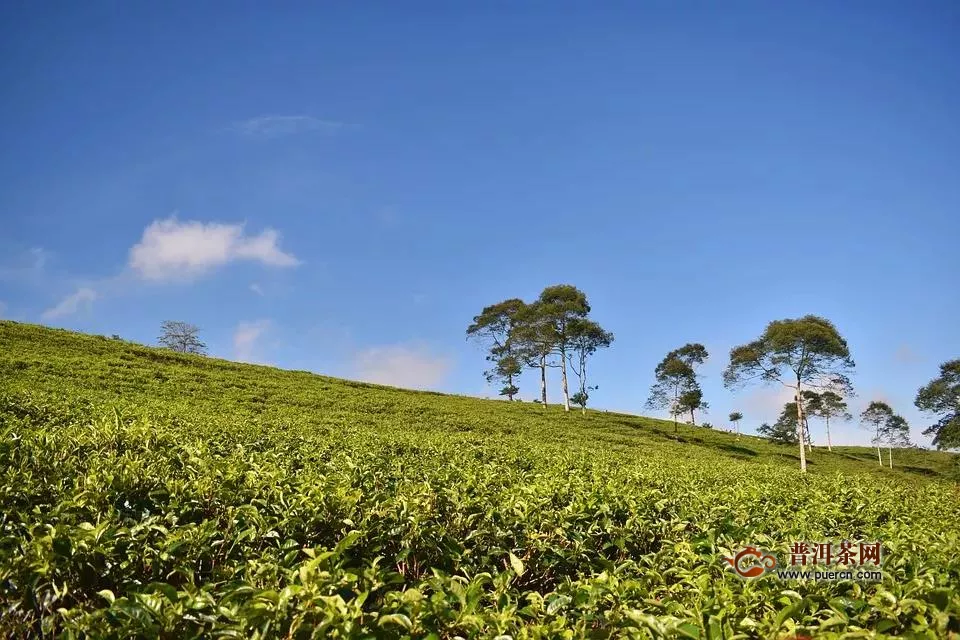 湖南去年实现茶叶综合产值910亿，2020中华茶祖节将于19日举行！