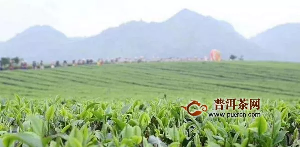 春茶量减价稳交易持续向好，安徽已产干毛茶5000余吨！