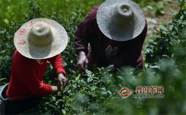 农民抢摘头道黄芽茶增收，父子茶厂赚5万元