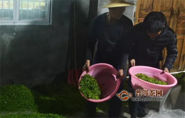 农民抢摘头道黄芽茶增收，父子茶厂赚5万元