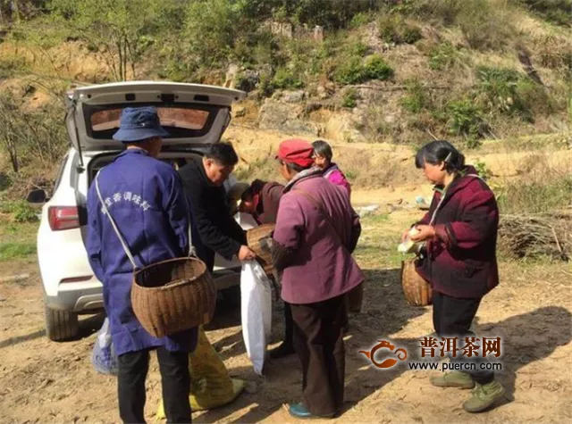 曾經(jīng)荒蕪的高山茶園，成了淳安這個(gè)村的搖錢樹