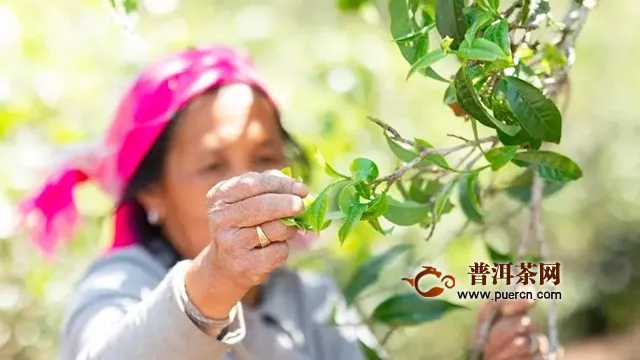 吉普号2020茶山播报 01：88万老班章茶王树，今年为啥不摘了？