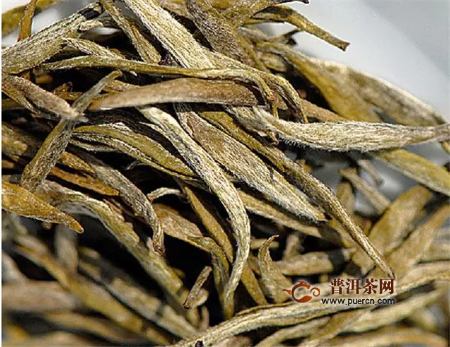 君山银针属于绿茶