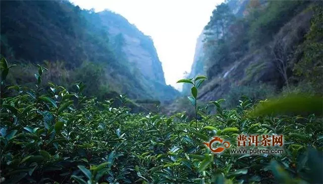 武夷茶王属于绿茶还是花茶