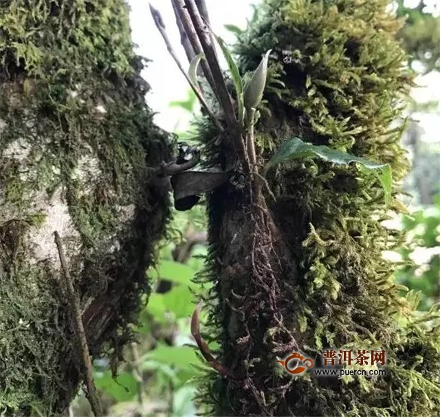 古树红茶功效与作用，