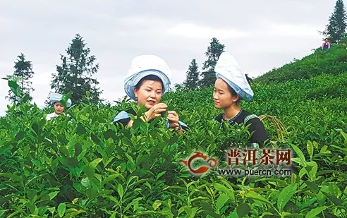 貴州：黔西南茶業(yè)古鎮(zhèn)茶市富茶農(nóng) 